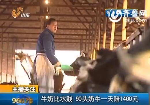 在济南，90头奶牛一个月要亏1400元。