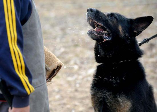 探秘青岛警犬训练基地|刑警|看守所