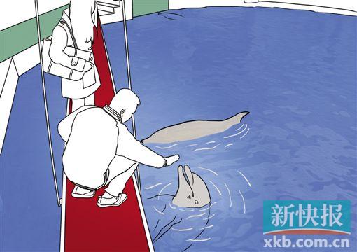 ●在海豚池内,马剑斌向记者展示指挥海豚的动作,他只要轻轻地伸出手掌,海豚和白鲸就会游过来触碰他的手,表示和他亲热。于动物来说,一个固定的手势只能表达一种意思,每个驯养师都要用统一的手势。