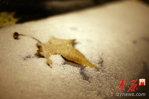 落叶与雪