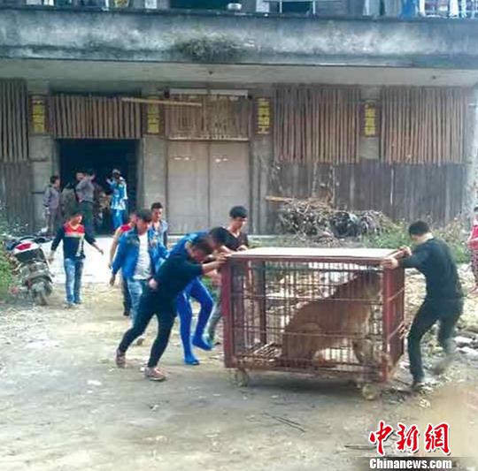 1月24下午6点左右，马戏团工作人员将狮子控制并抬入铁笼，事件无人员伤亡。　图片来自网络