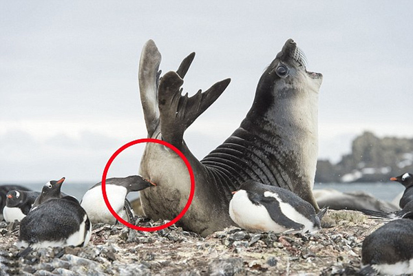 在南极南设得兰群岛的卵石海滩上，这只小海豹被企鹅痛啄臀部。