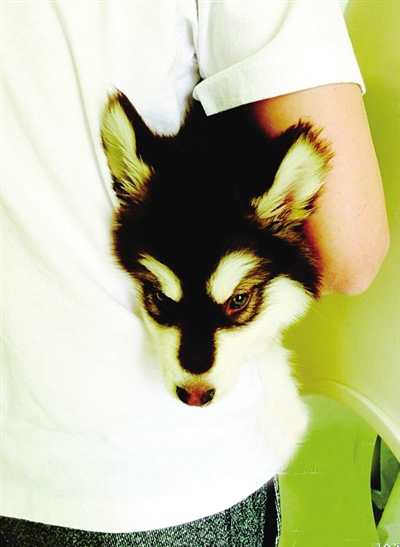 一条狗是怎么成为头条的?|微博|发微