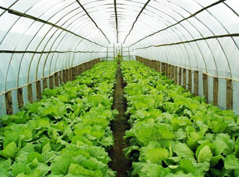 2014年河北设施蔬菜产量达2677.4万吨 增长3