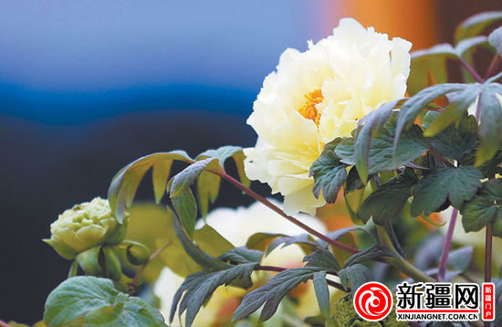 ③已经盛开的牡丹皇帝花王姚黄。(记者陈星宇摄)