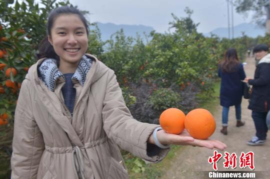 三峡果农情人节奉上定情果(图)|重庆|重庆市