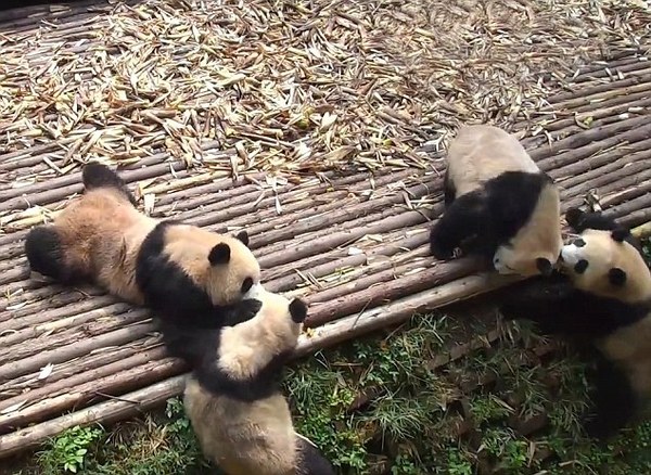 视频捕捉到四川熊猫幼崽打群架场景组图