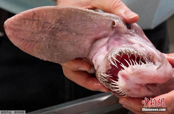 澳洲剑吻鲨曝光 利齿似尖刀面目狰狞(图)-中国