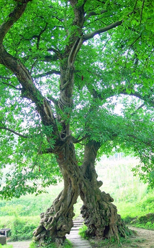 重庆铜梁黄桷门情人树（图片来自网络）