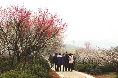 梅花进入盛花期 快来溧水摘草莓|游客|采摘_凤