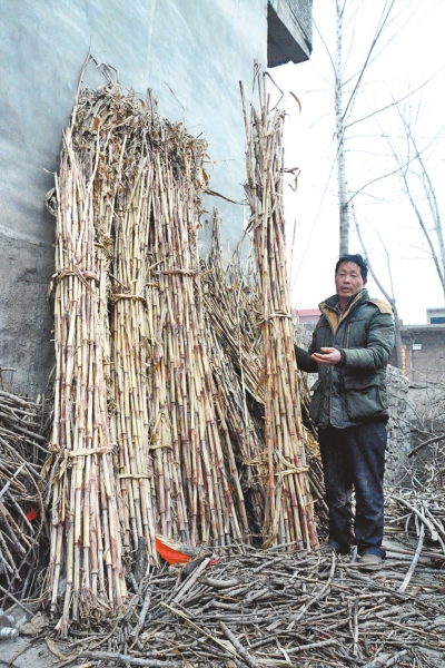温泉镇红高粱熟了 贵州多个酒厂倒闭 收购难了