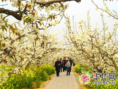 巴南二圣镇:旅游节会促发展 一朵梨花揽万金