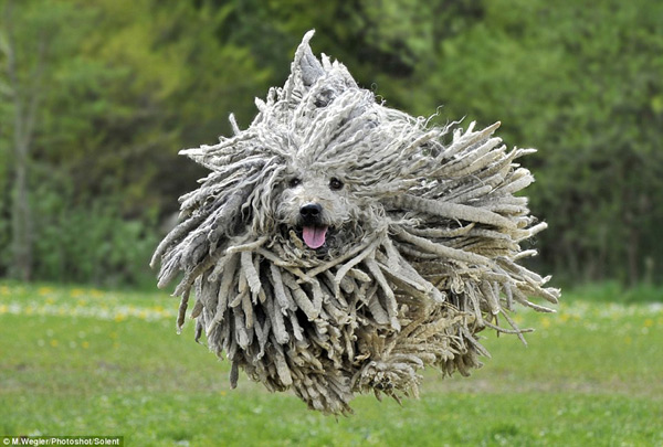 摄影师莫妮卡·韦格勒抓拍到这只匈牙利长毛牧羊犬在草坪跃起的那一瞬间,活像一个飞起来的大拖把。(图片来源:《每日邮报》)