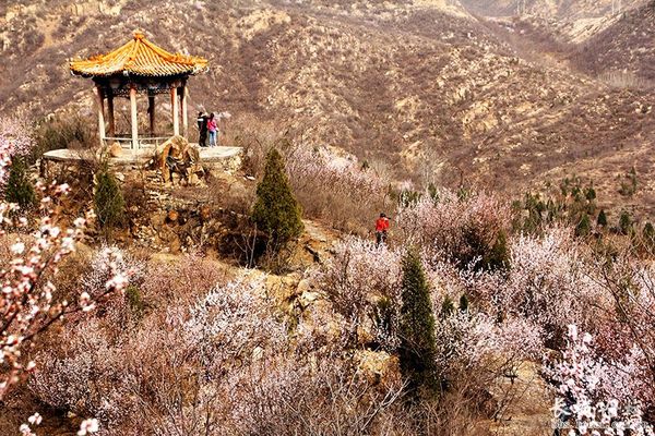 俏丽春光无限好 长城网组织员工网友一起赏桃