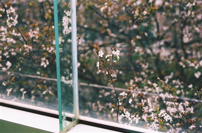 南医大教室樱花墙