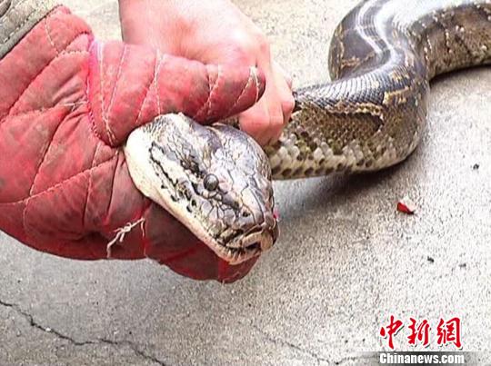 蛇是几级保护 6a1b4fcc-a90f-4741-9ba4-9f29799833e2_size50_w540_h403.jpg