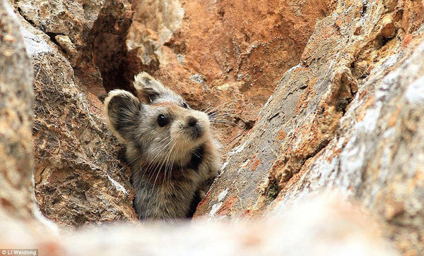 珍稀动物：中国科学家认为目前世界现存伊犁鼠兔不足1000只。（图片来源：《每日邮报》）