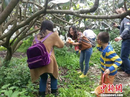 福建云霄创新枇杷营销:消费者做主得股份|游