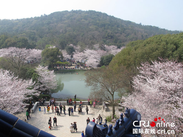 中国樱花观赏胜地 无锡太湖鼋头渚迎来樱花季