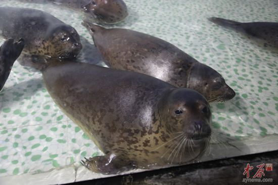 萌萌哒“海豹”