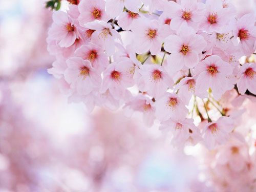 日媒:为何中国游客青睐赴日欣赏樱花?