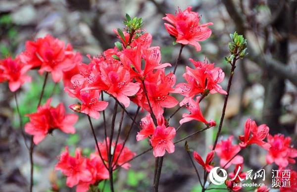 井冈山杜鹃花盛开,花姿迷人.