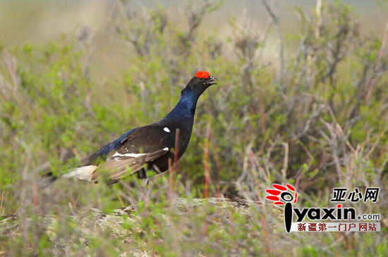 黑琴鸡显身新疆哈巴河高歌起舞成风景
