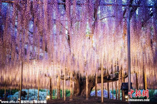 日本144岁紫藤花开 犹如紫色瀑布|瀑布|日本