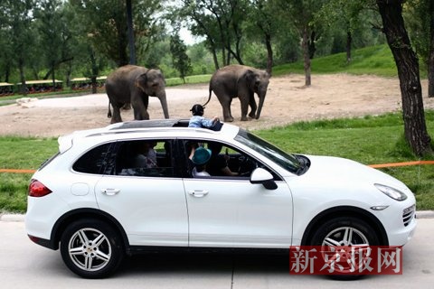 大兴野生动物园开自驾区 散养羊驼、东北虎车