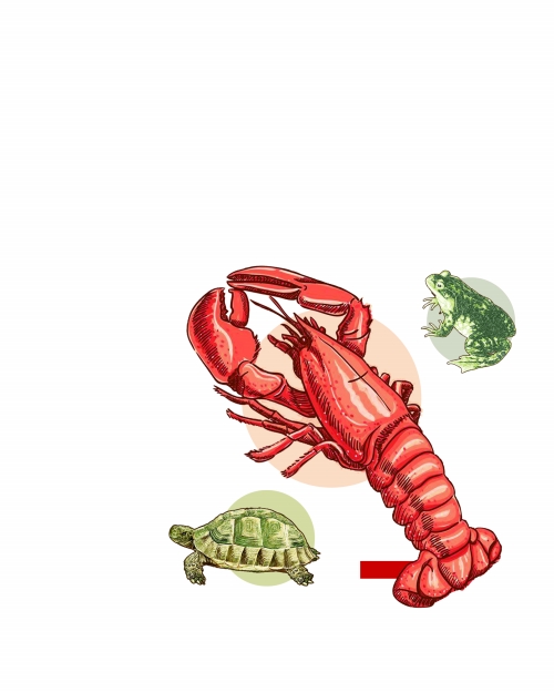 为生:爱吃麻辣小是在贡献的删除表情包如何里qq收藏图片吗提醒物多样性做龙虾图片