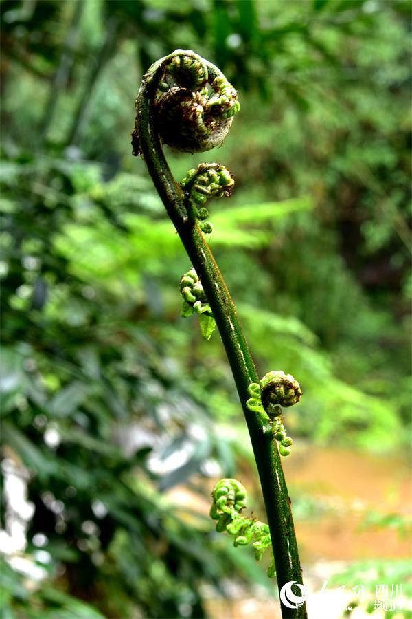 桫椤树发的新芽(苏忠国 摄）
