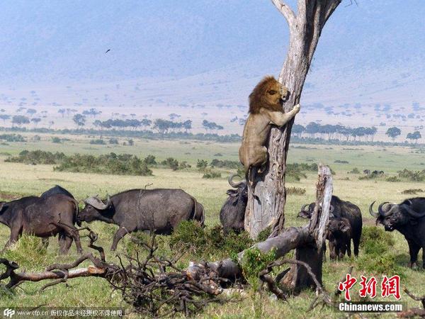 狮子被牛群追赶 穷途末路爬树躲避|狮子|肯尼亚
