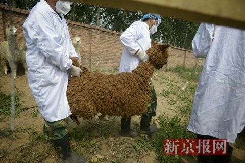 工作人员为病羊驼执行安乐死。