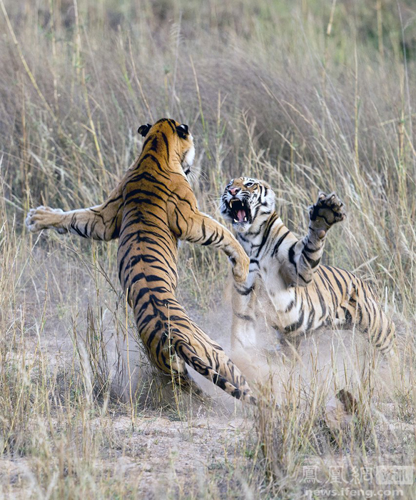 动物之间的争斗-中国学网-中国IT综合门户网站