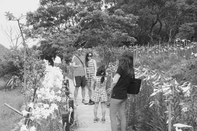 游客在百合花休闲步道拍照游玩。