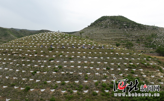 县发明郝式造林法破解浅山丘陵区绿化断带难