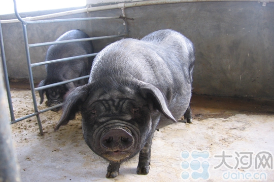 南阳黑猪获中国地理标志 保种繁育任重道远