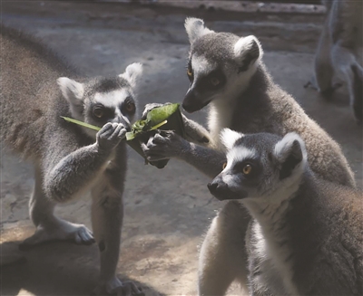 河马猩猩松鼠猴 都挺爱吃水果粽|粽子|小家伙