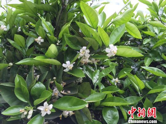 山间野果变金果 浙江常山计划借胡柚打造百亿