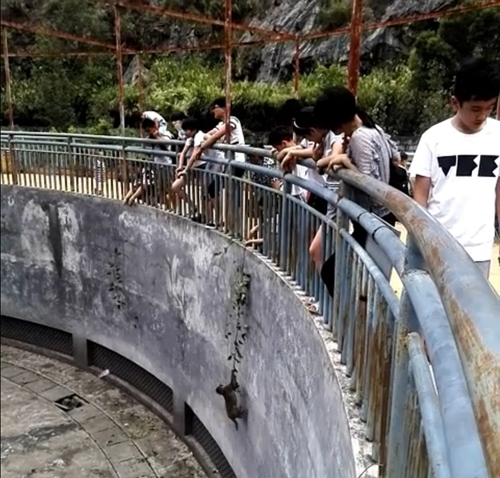 福州动物园游客折藤钓猴 猕猴若受伤将追责|