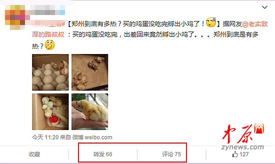 天热，鸡蛋孵出小鸡？网络转发引发关注