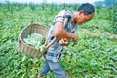 洛阳西瓜今年产量较往年增加 产量喜人卖不上