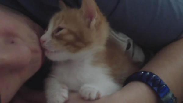 主人将脸靠近猫咪，啾啾啾地亲吻一通（视频截图）