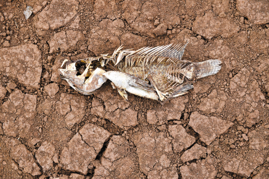 遭遇60年罕见旱灾|河堤|清淤