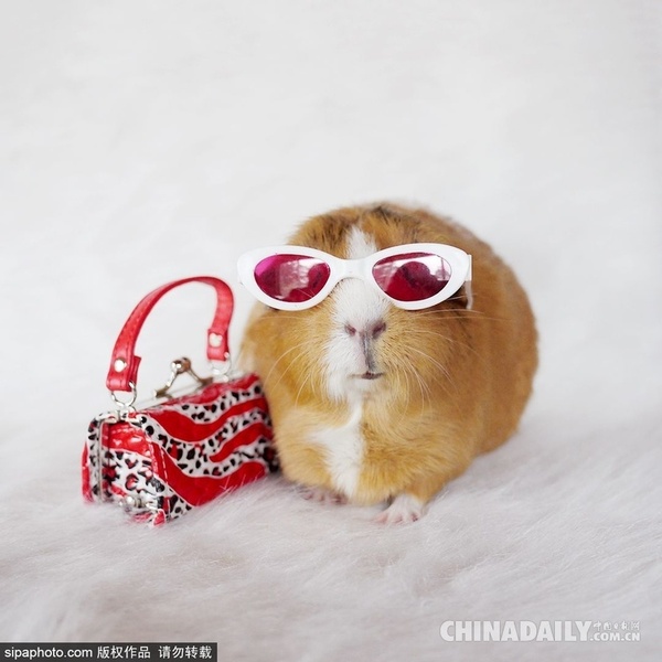 当地时间2015年7月14日报道，近日在社交网站Instagram上，有两只可爱的天竺鼠变身最时尚的Cosplay玩家，呆萌惹人爱，赢得了众多粉丝。（图片来源：SIPA）