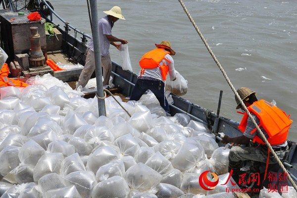 使用渔船手工放流长毛对虾。  吴隆重 摄