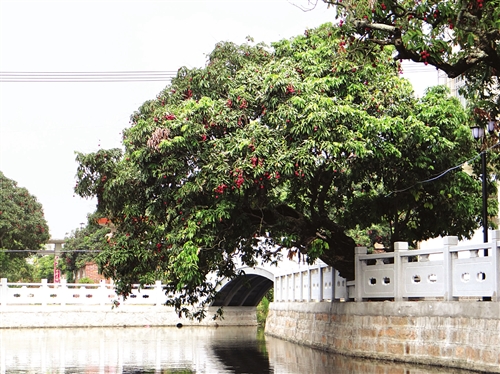 荔枝大丰收 最低售2元|荔枝|零售价格