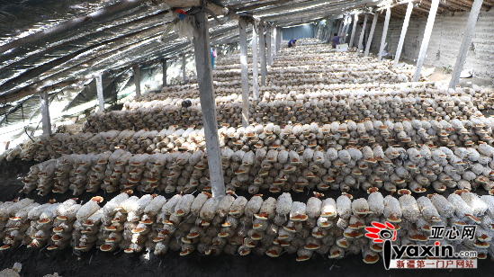 灵芝大棚内景。