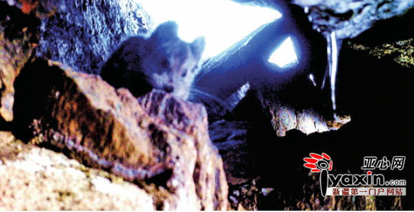 2014年7月在一号冰川拍摄的伊犁鼠兔。图/李维东提供
