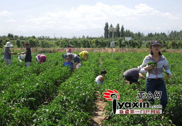 吉木萨尔县三台镇举办首届蔬菜采摘节暨农业休